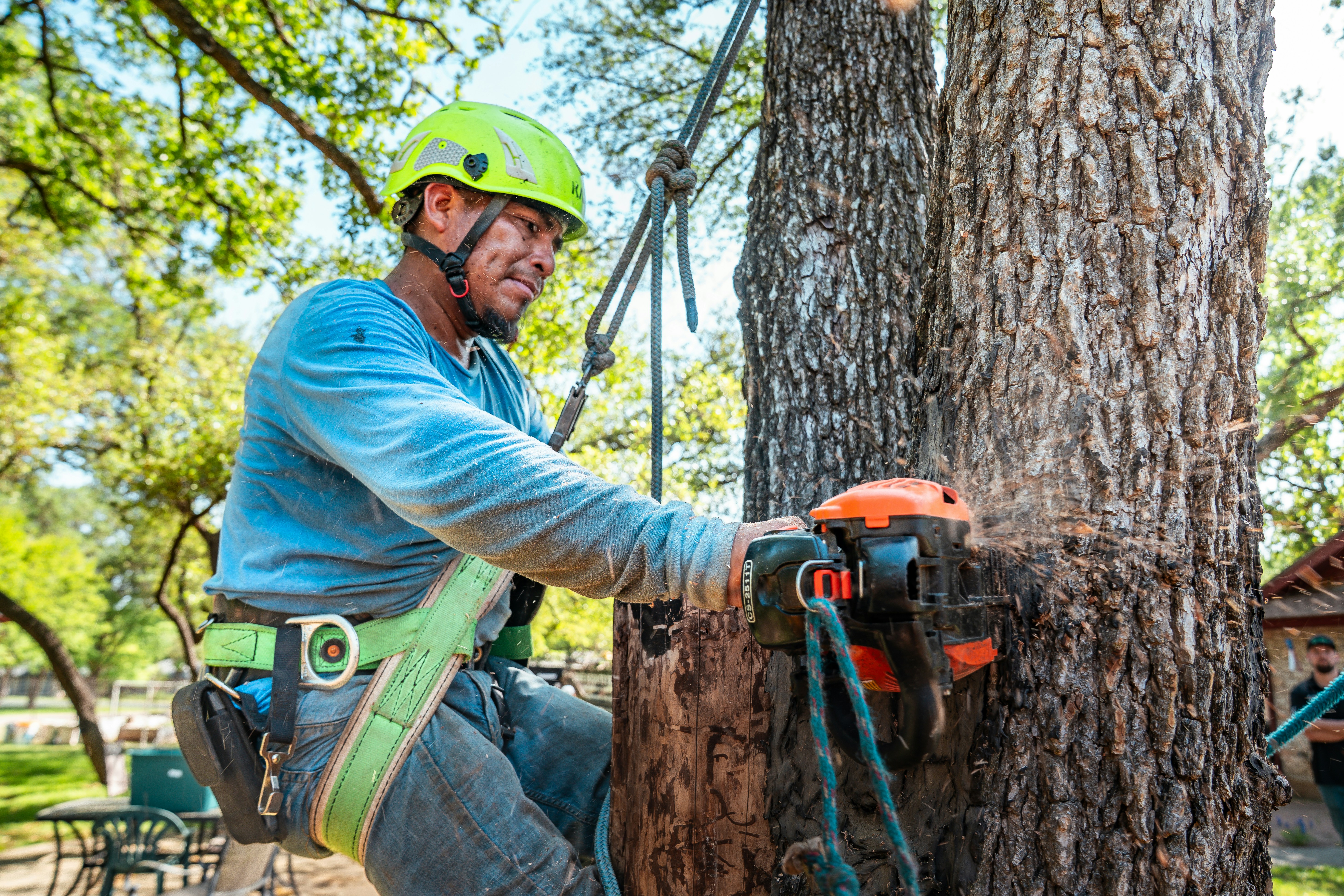 Arborist removing a large tree