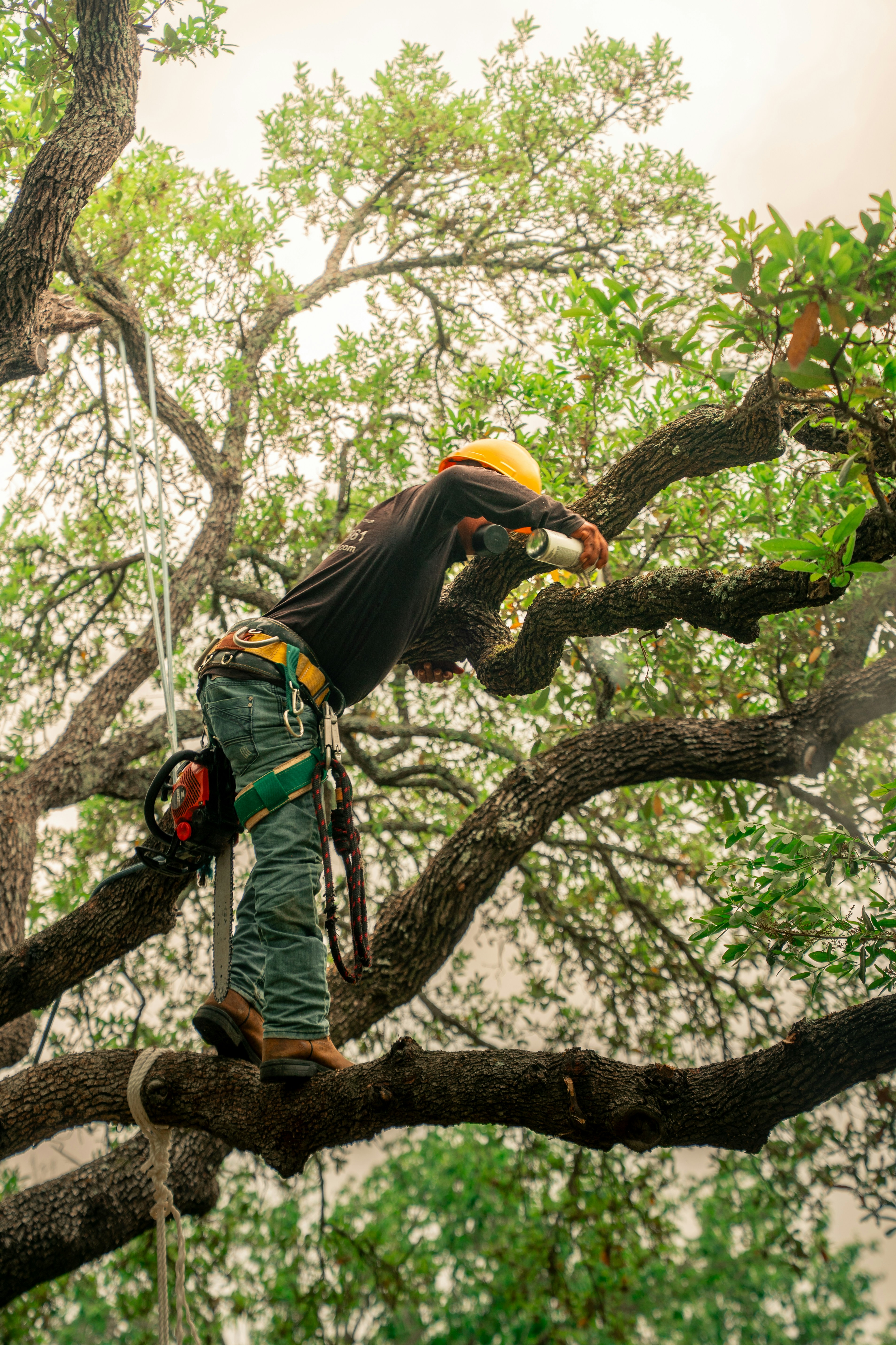 Arborist pruning branches high in a tree